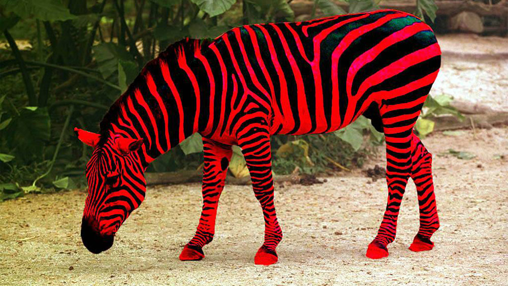 こんなシマウマいる？